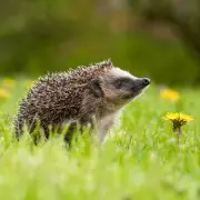 Hedgehog Haven: Leave This One Item Outdoors in April for Regular Garden Visits