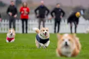 Hot Dog Motivation Leads Pembroke Welsh Corgi to Victory at Easter Derby