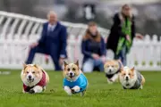 Hot Dog Temptation Drives Islay to Victory in Scottish Corgi Derby