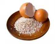 Houseplant Hacks: Do Eggshells Deter Fungus Gnats? The Truth Revealed