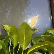How a Simple Kitchen Placement Made My Peace Lily Bloom Beautiful White Flowers