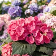 Hydrangeas to Thrive with Three Essential April Gardening Tasks