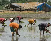 India's Farmers Fear Food Crisis as Iran War Triggers Fertiliser Shortages