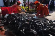 Invasive Janitor Fish Removal Operation in Jakarta Targets 10 Tons