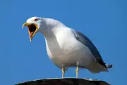Inverness Launches Seagull Crackdown After Easter Egg Hunt Attacks