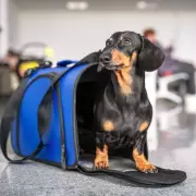 ITA Airways Allows Larger Dogs in Cabin on Domestic Flights from Summer 2026