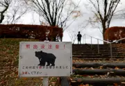 Japan on Alert as Record Bear Sightings Follow Hibernation End