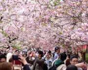 Japanese Cherry Blossom Record to Continue After Scientist's Death