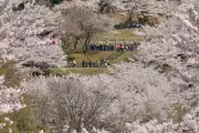 Japanese Town Overwhelmed by Mount Fuji Cherry Blossom Tourism Boom