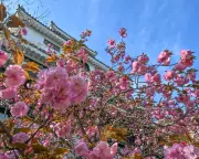 Japan's Cherry Blossom Crisis: Climate Change Disrupts a 1,200-Year Tradition