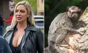 Jodie Marsh Secures Primate Licence for Essex Animal Sanctuary After Legal Battle