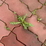 Kill Weeds in Minutes with White Vinegar: Natural Garden Hack