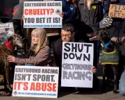 Labour MPs Pressure Starmer to Ban Greyhound Racing in England