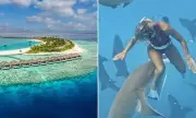 Maldives Shark Attacks Surge Linked to Social Media Influencer Behaviour