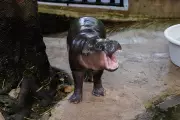 Man Fined for Climbing into Viral Hippo Moo Deng's Enclosure at Thai Zoo