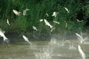 Midwest Lakes Under Siege by Leaping Asian Carp, Prompting Safety Measures