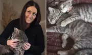 Missing Cat Reunited with Owner After Five-Year Ordeal in Derby