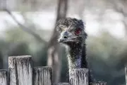 Missouri Hail Storm Kills Emu, Damages Hundreds of Vehicles and Aircraft
