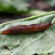 Monty Don's Natural Methods to Deter Slugs and Snails Without Chemicals