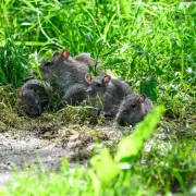 Monty Don's Simple Compost Change to Deter Rats from Your Garden