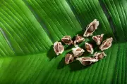 Moringa 'Miracle Tree' Seeds Filter Microplastics from Drinking Water