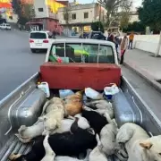 Morocco Faces Fury Over Alleged Mass Killing of 3 Million Dogs Before 2030 World Cup