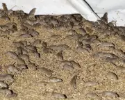 Mouse Plague Alarms WA Farmers as Burrows Surge to 4,000 Per Hectare