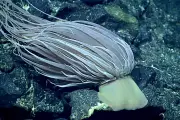 Mysterious 'Golden Orb' in Gulf of Alaska Identified as Deep-Sea Anemone