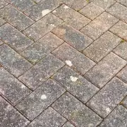 Natural Paving Weed Removal Method Outperforms Vinegar and Salt