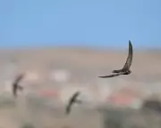 Network Rail Criticised for Blocking Swift and Sand Martin Nesting Sites