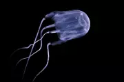 New Deadly Box Jellyfish Species Discovered in Western Australian Waters