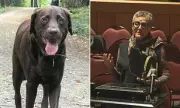 New Hampshire Dog Electrocuted in Puddle Tragedy Sparks Council Plea