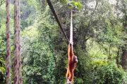 Orangutan Uses Rope Bridge to Cross Road in Sumatra