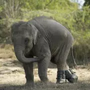 Orphaned Elephant Walks Again After Train Collision Thanks to Custom Boots