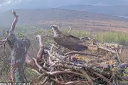 Osprey Louis Returns to Nest Just in Time to Reclaim Mate from Younger Rival