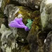 Outrage as Dog Owners Stuff Poo Bags into Historic Hadrian's Wall