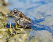 Over 1,000 Toads Feared Dead After Welsh Reservoir Drained in Breeding Season