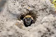 Over 5 Million Bees Discovered Beneath New York Cemetery in Record Colony