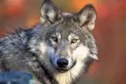 Parents Charged After Toddler Injured by Wolf at Pennsylvania Zoo