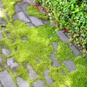Patio Moss Vanishes Fast with Natural Boiling Water Method