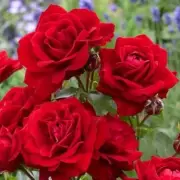 Patio-Perfect Rose Tree Slashed to £20 for Small Gardens