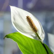 Peace Lilies 'Explode with Blooms' Using Monthly Cup of Rice Water