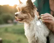 Pet Fitness Trackers: Experts Divided on Benefits for Animals