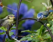 Pet Flea Treatments Contaminate UK Songbirds, Sparking Calls for Regulation