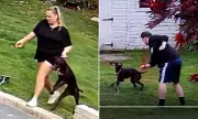 Pet Sitters Caught on Camera Abusing Dogs While Owners Were in Thailand