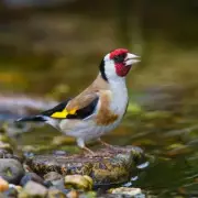 Plant Sunflowers to Attract Goldfinches and Sparrows to Your Garden