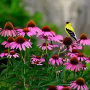 Plant These 3 Bird-Friendly Flowers to Attract Wildlife to Your Garden