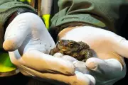 Polish 'Frog Patrol' Volunteers Rescue Amphibians from Road Peril