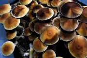 Psilocybin Therapy Shows Promise for Veterans' Mental Health Treatment
