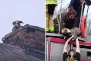 Puppy Rescued from Abandoned Chimney in Dramatic Fire Crew Operation
